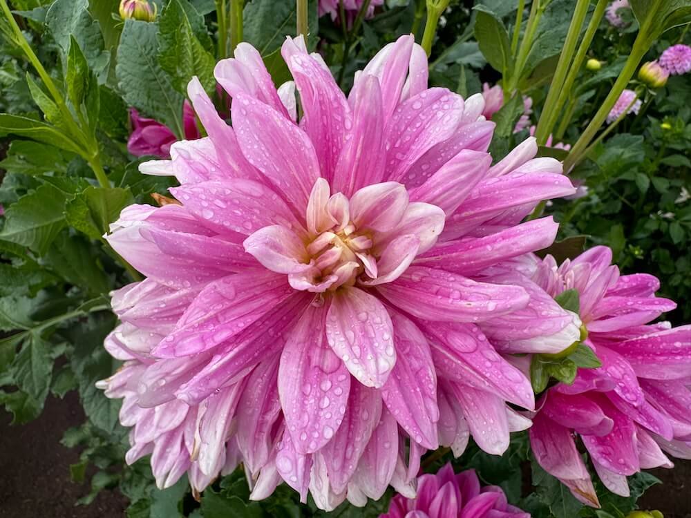 Dahlia 'Papa's Love'