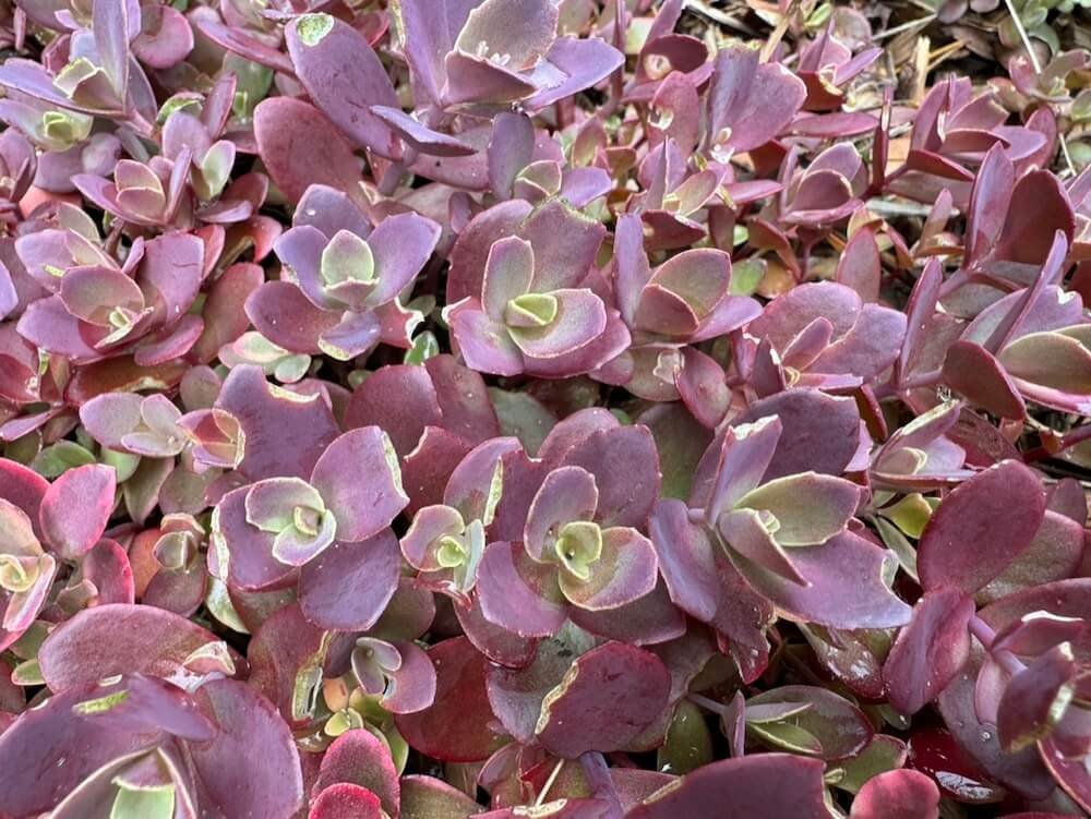 Sedum ‘Firecracker’