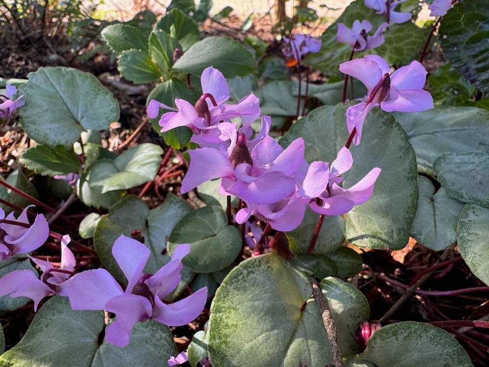 Cyclamen coum Pewter Group