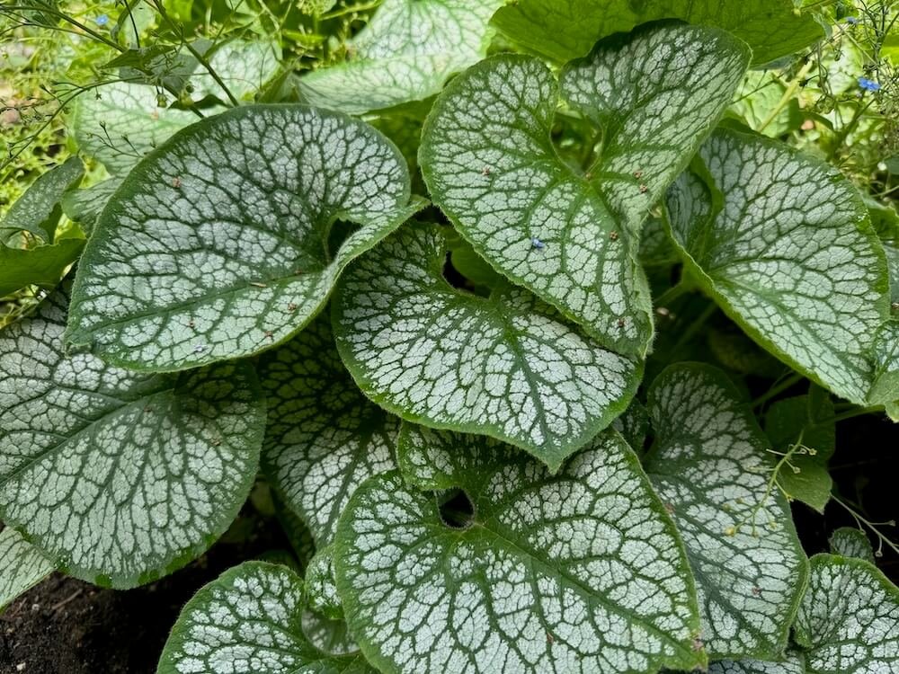 BUGLOSS (Brunnera)