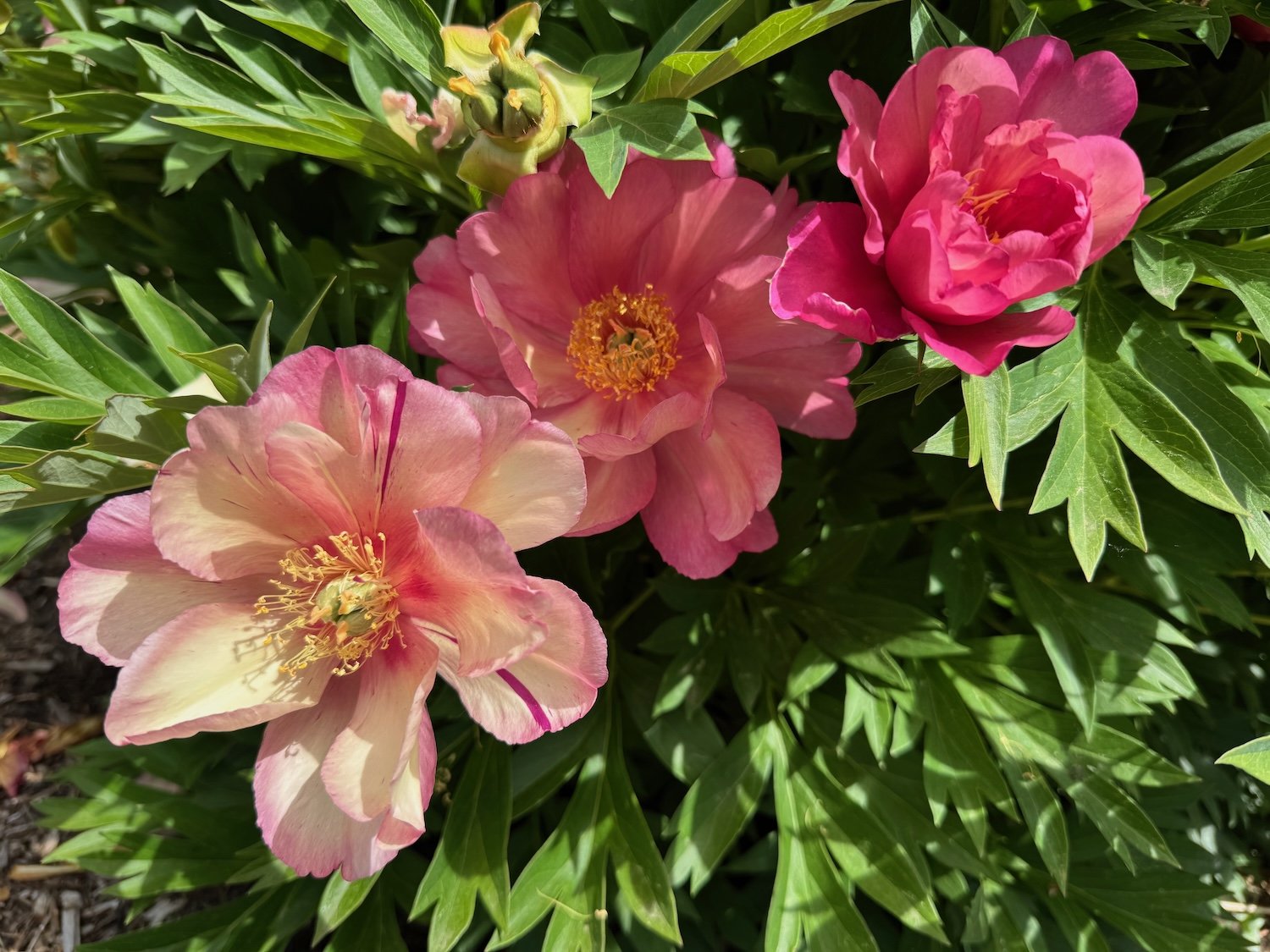Peonies