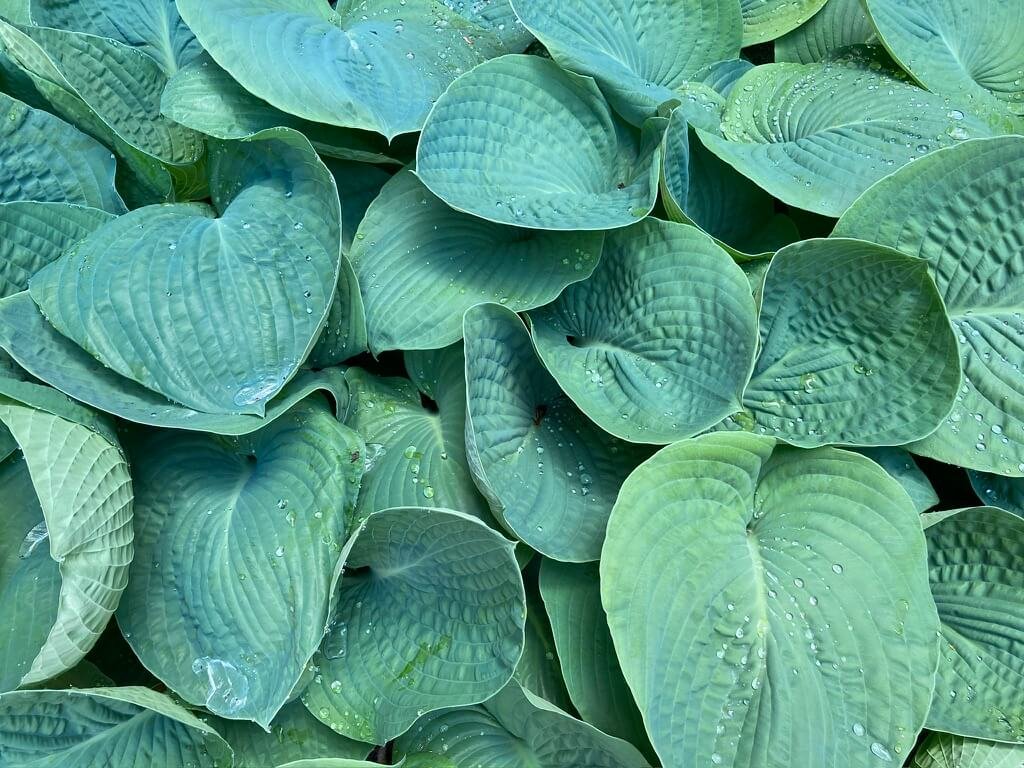 Hosta sieboldiana ‘Elegans’