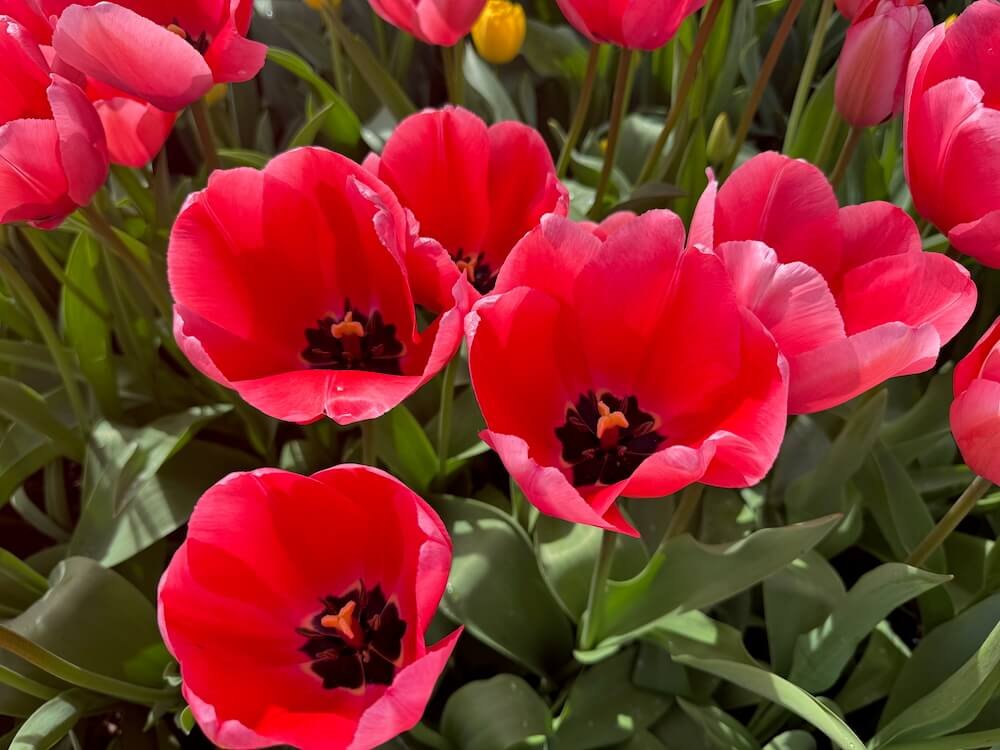 WOODEN SHOE TULIP FARM