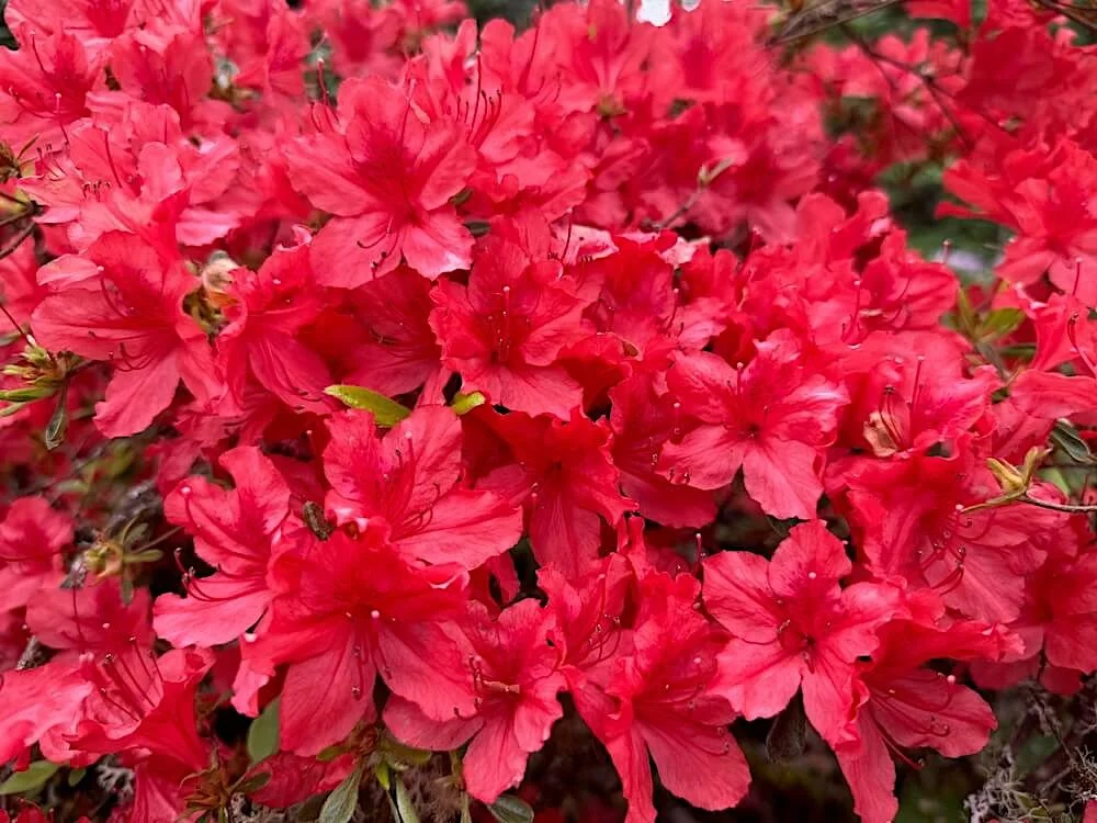 Rhododendron x 'Fashion'
