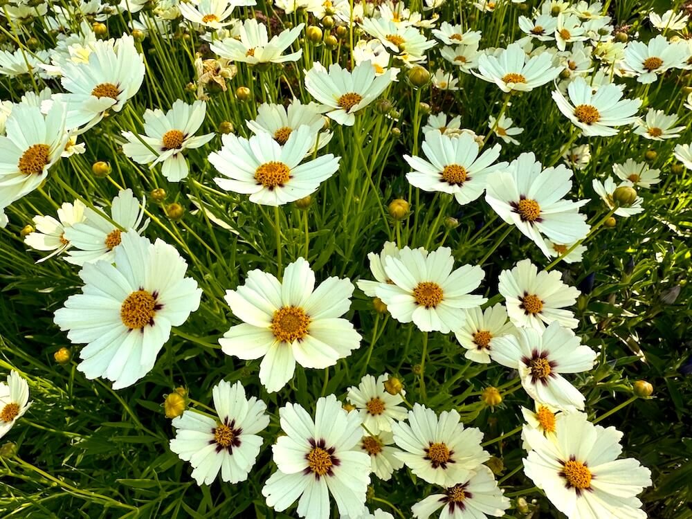 Coreopsis 'Star Cluster'