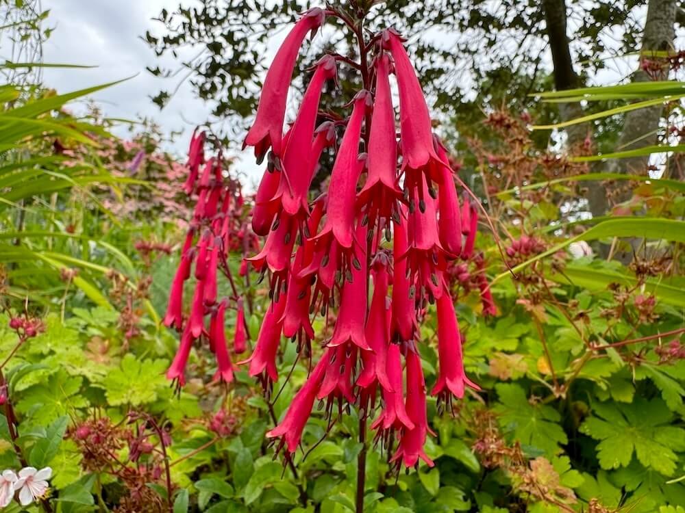 Phygelius 'Radiant Red'