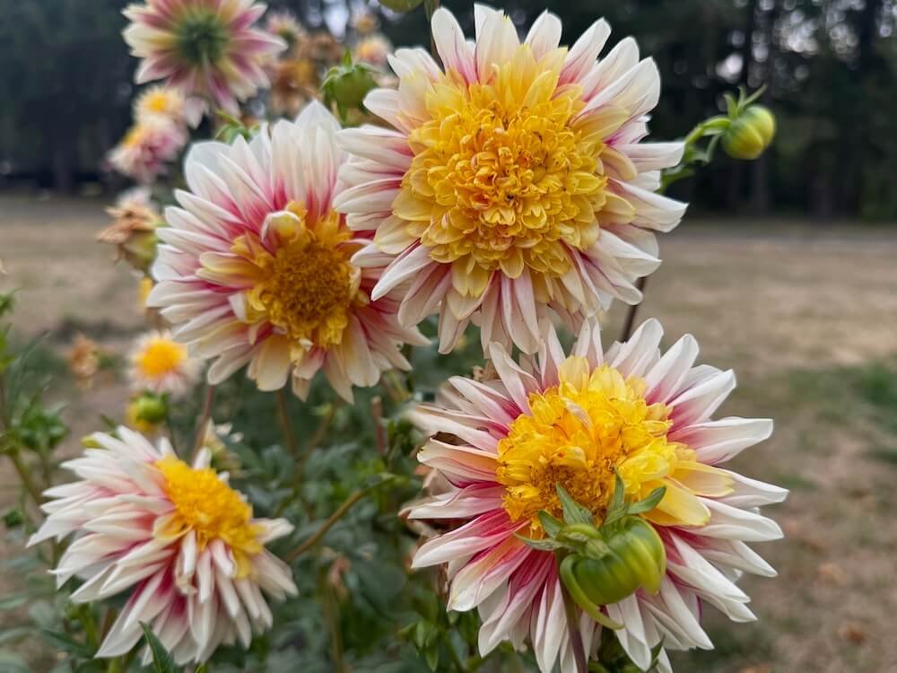 Dahlia 'Polka'