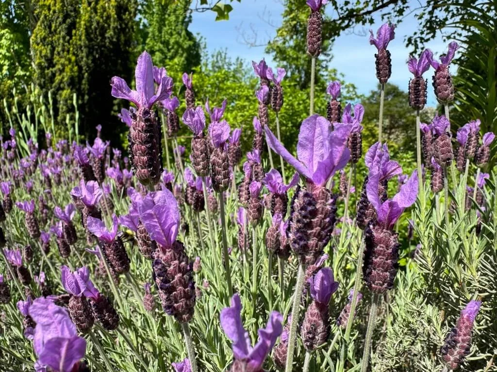Lavandula stoechas ‘Otto Quast’