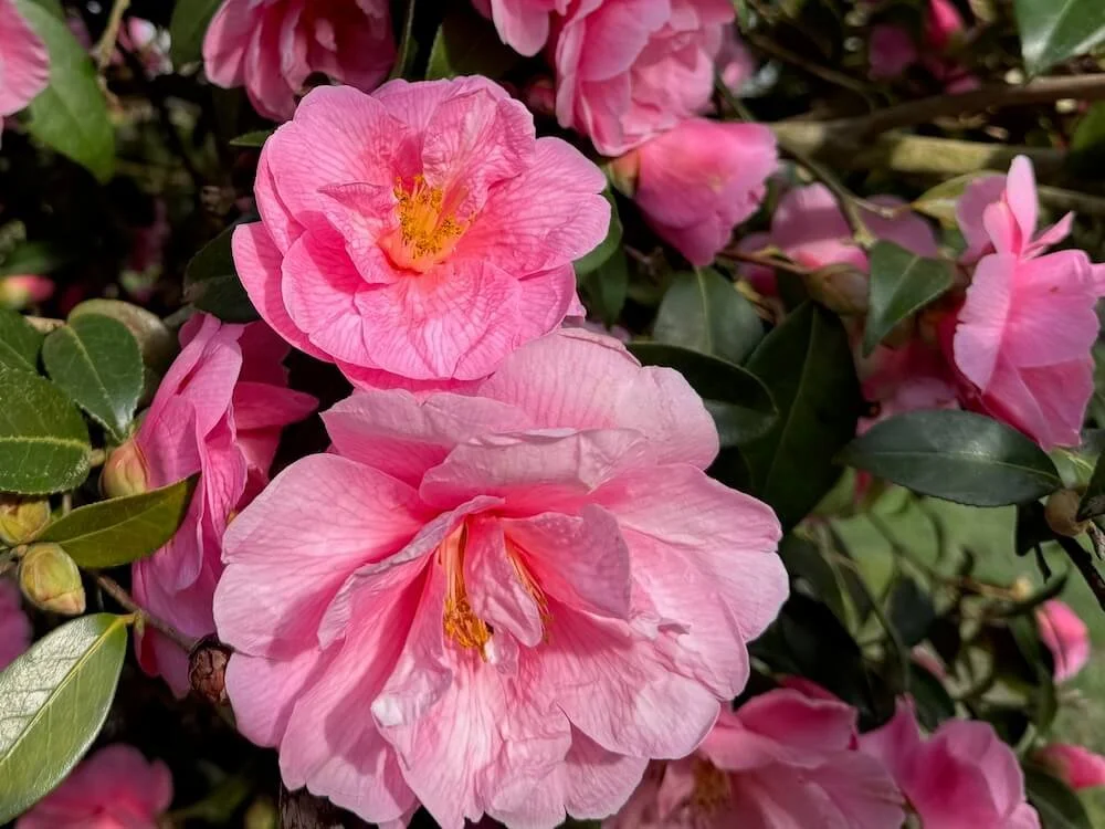 Camellia reticulata x williamsii 'Leonard Messel'