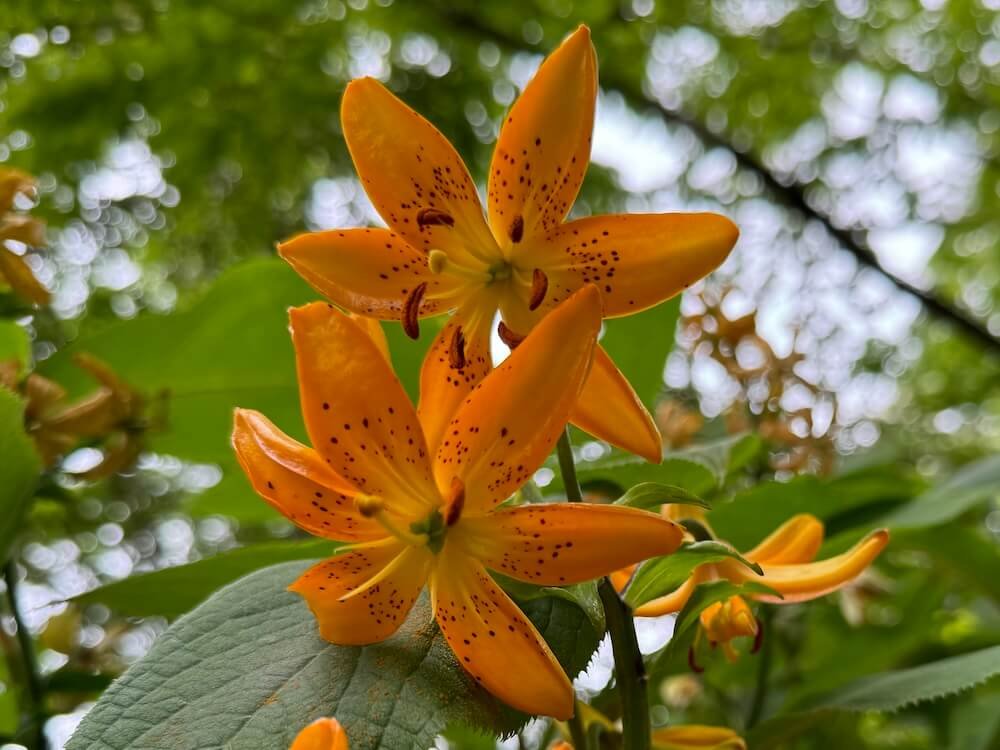 Lilium martagon 'Mrs. R.O. Blackhouse'