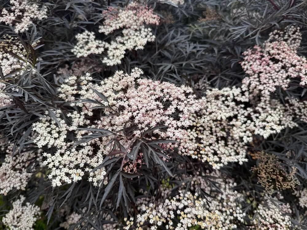 ELDERBERRY (Sambucus)