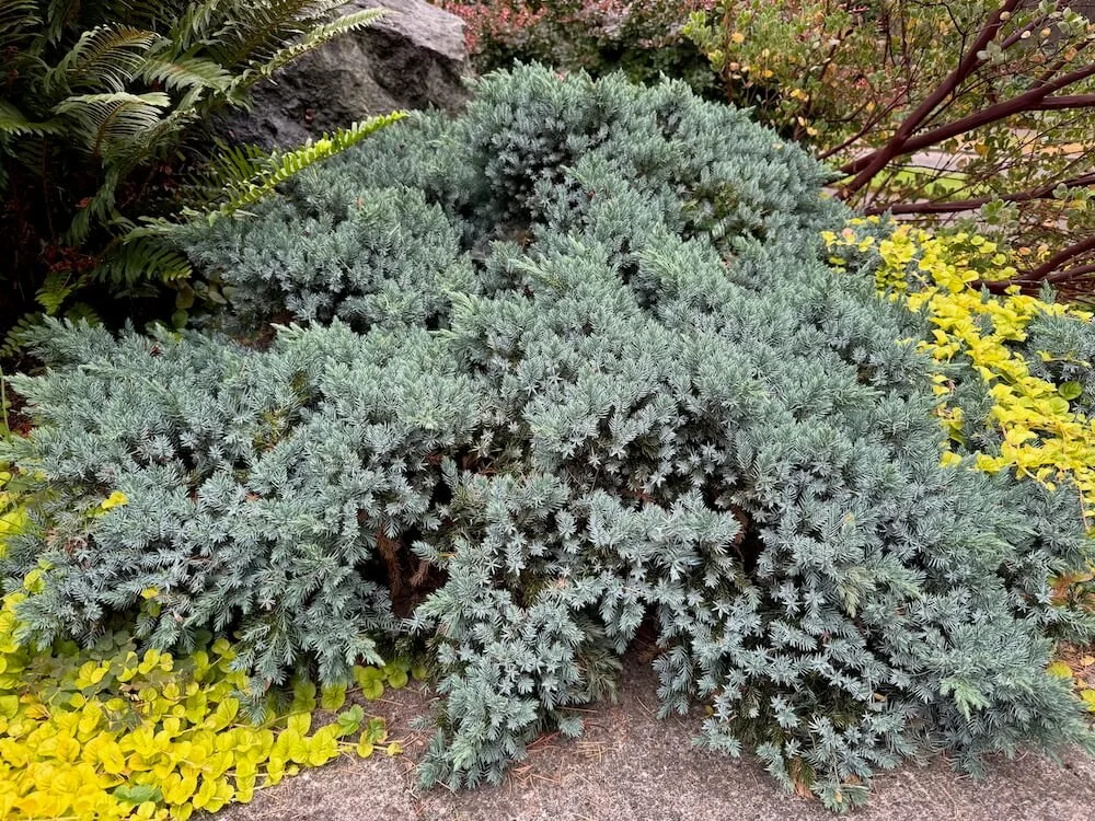 Juniperus squamata 'Blue Star'