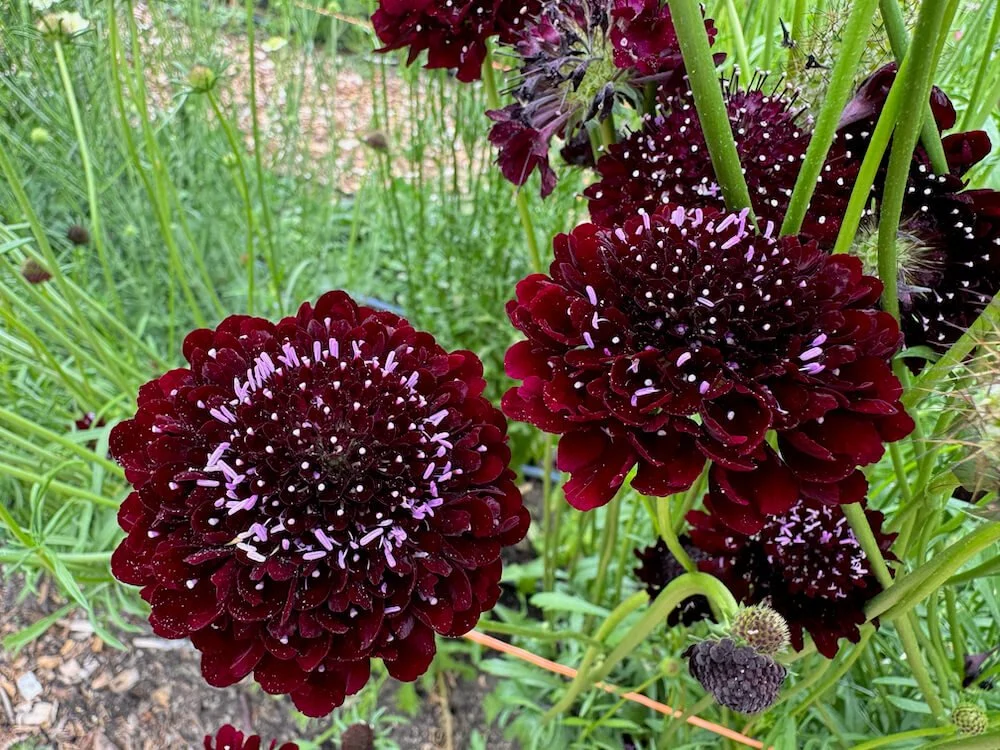Scabiosa atropurpurea 'Black Cat'