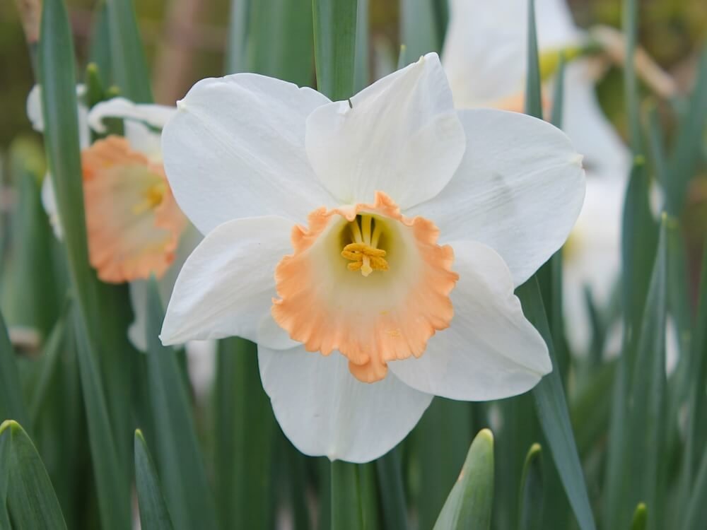 Narcissus 'Katie Heath'