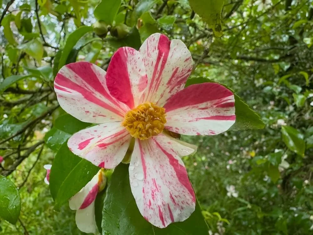 Camellia x vernalis 'Kokinran'