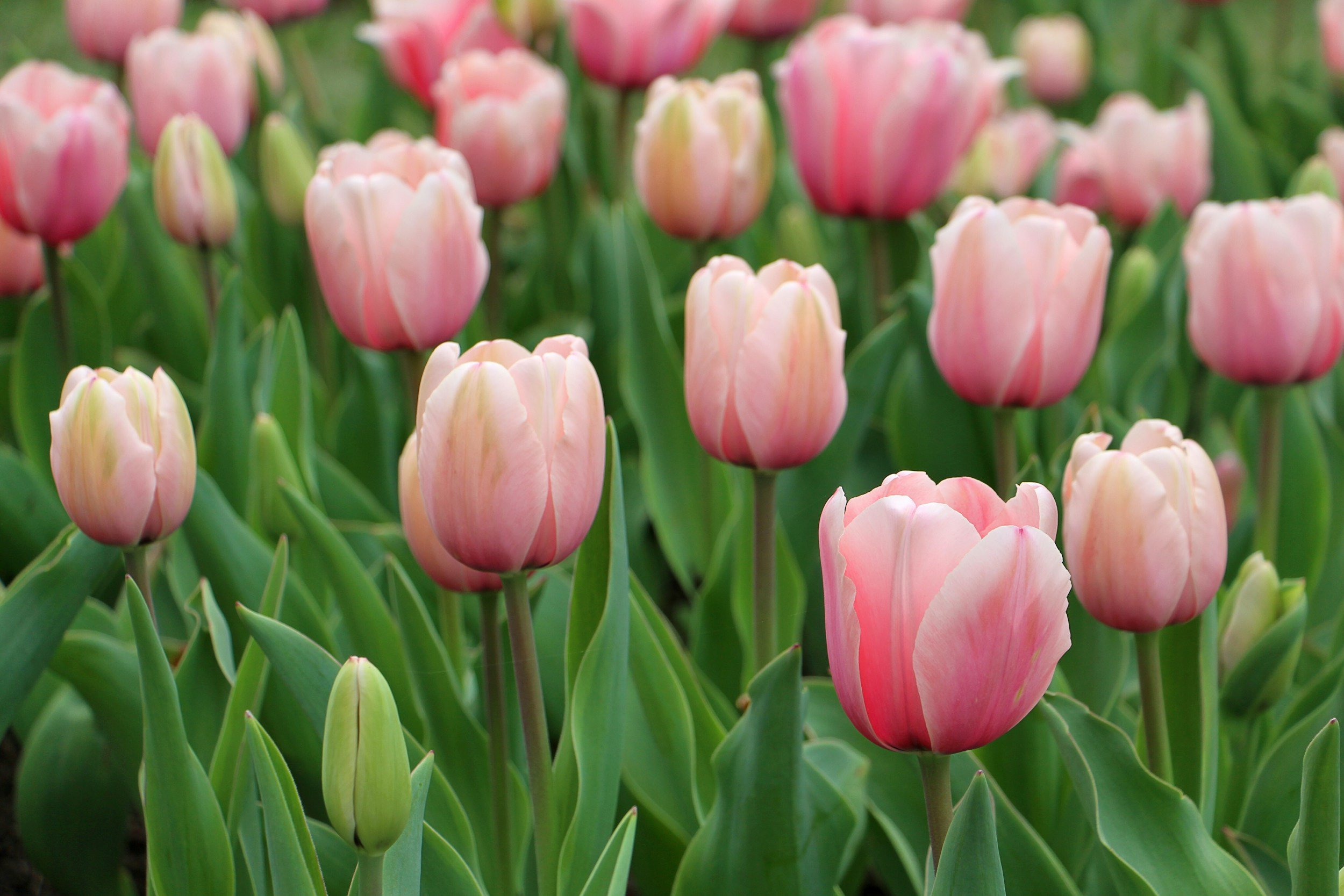 Tulips