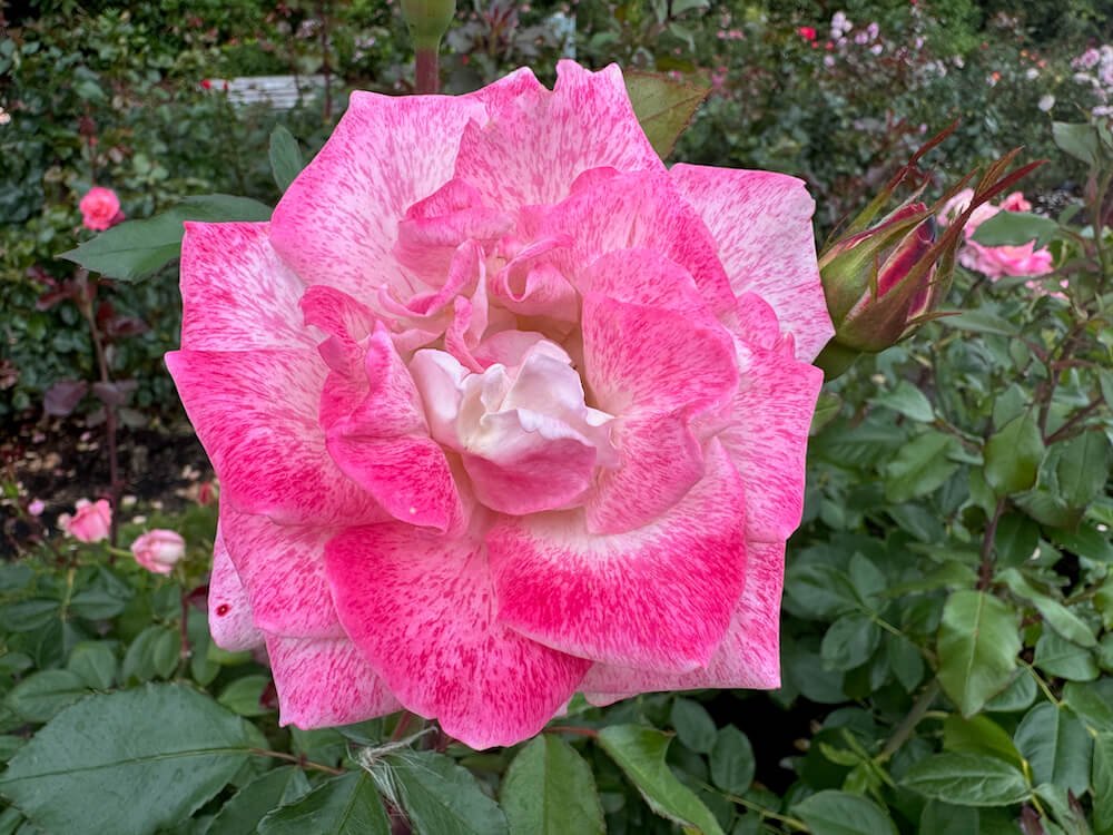 Rosa 'Pinkerbelle'