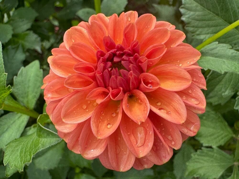 Dahlia 'Gingeroo'