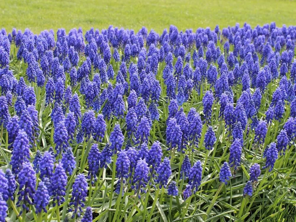 GRAPE HYACINTH (Muscari)