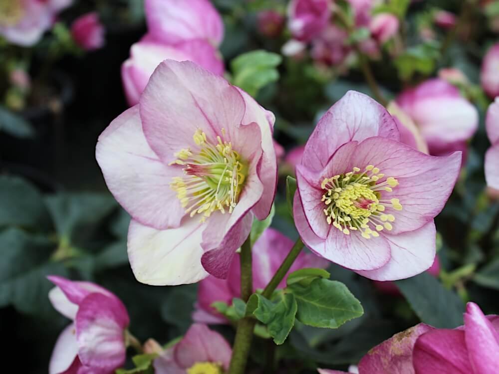LENTEN ROSE (Helleborus)