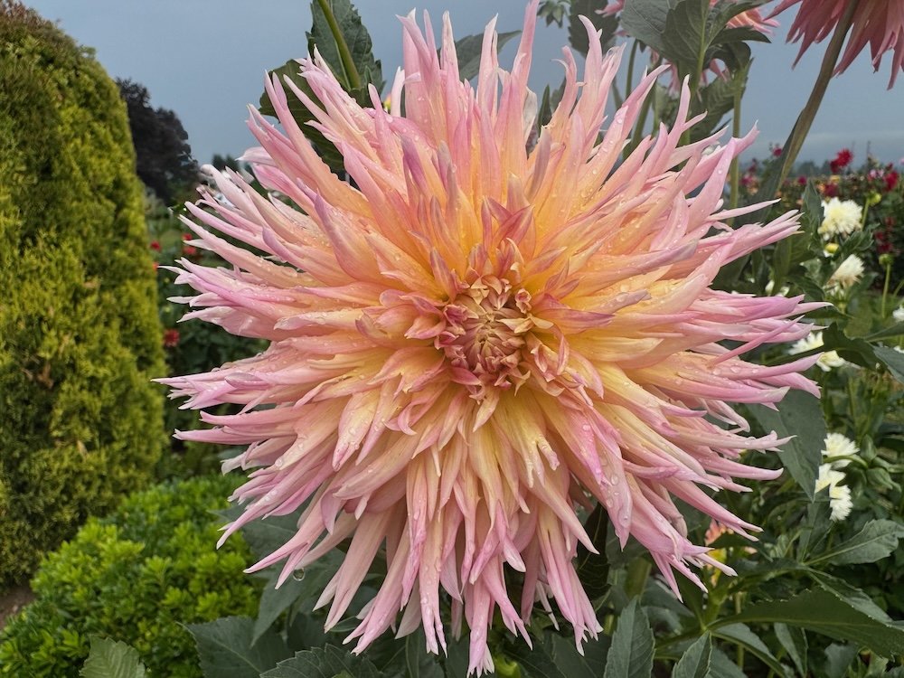 Dahlia 'Shaggy Chic'
