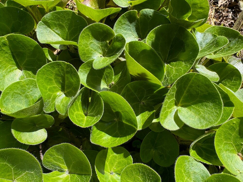 Asarum europaeum