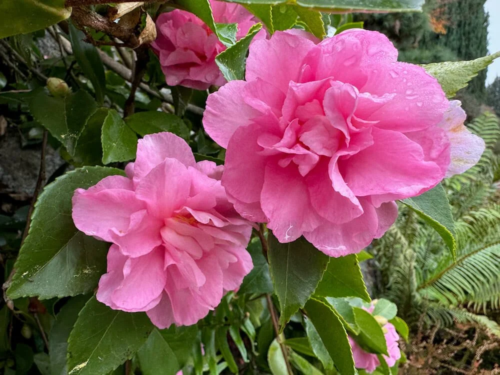 Camellia sasanqua 'Sparkling Burgundy'