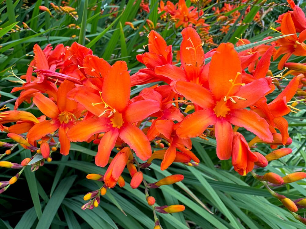 Crocosmia × crocosmiiflora 'Prometheus'
