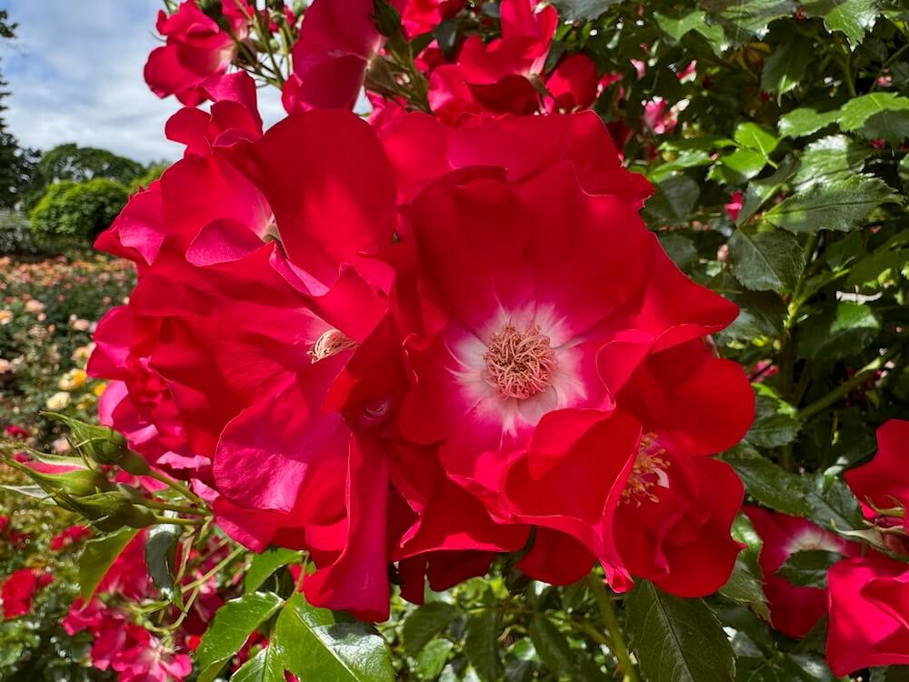 Rosa 'Dortmund'