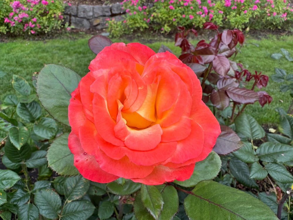Rosa 'Chihuly'
