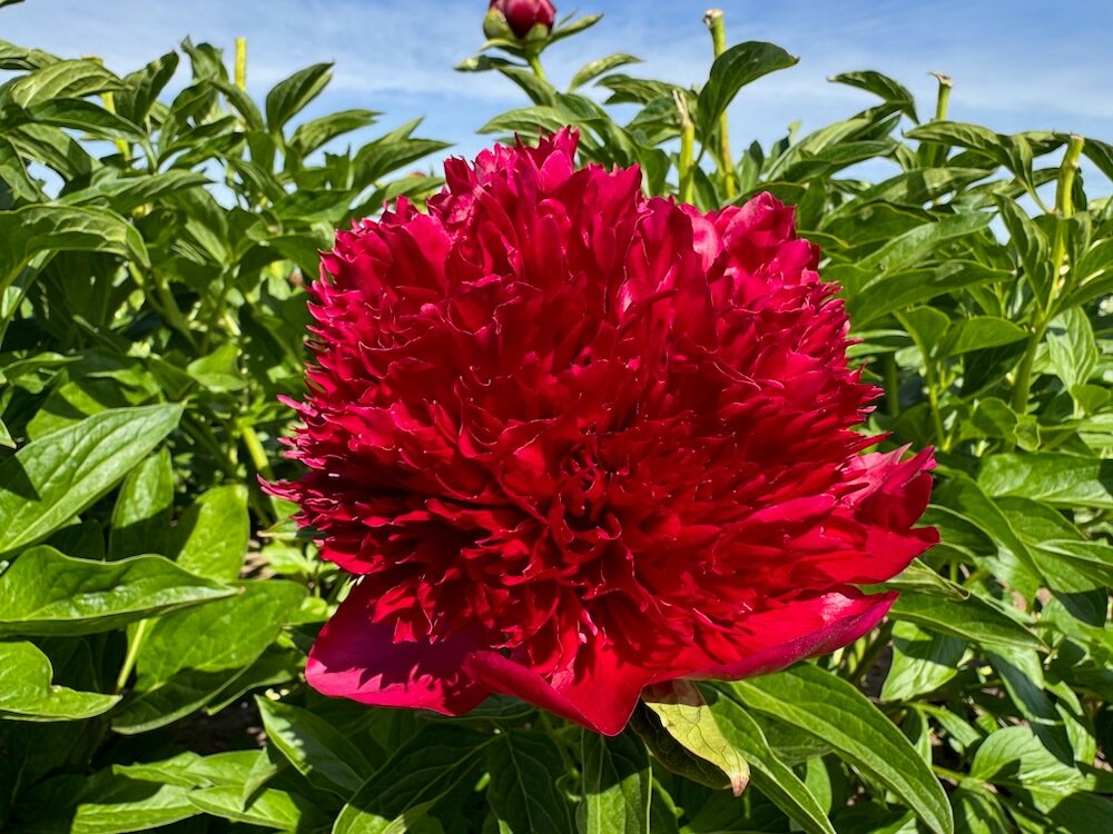 Paeonia lactiflora 'Red Charm'