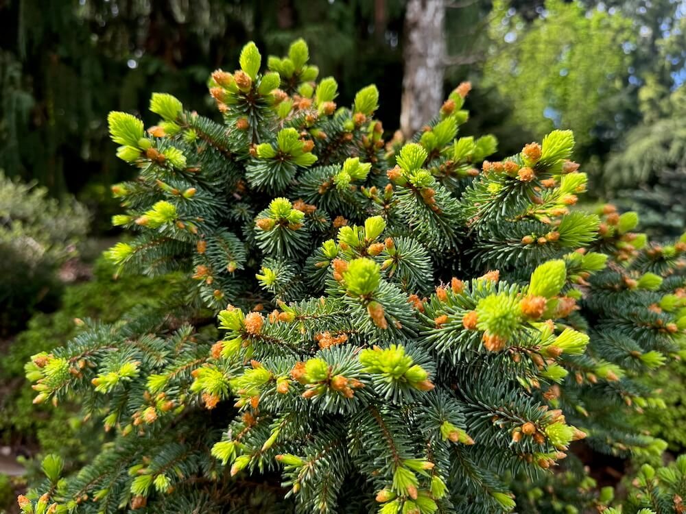 Tsuga canadensis 'Horsford Dwarf'
