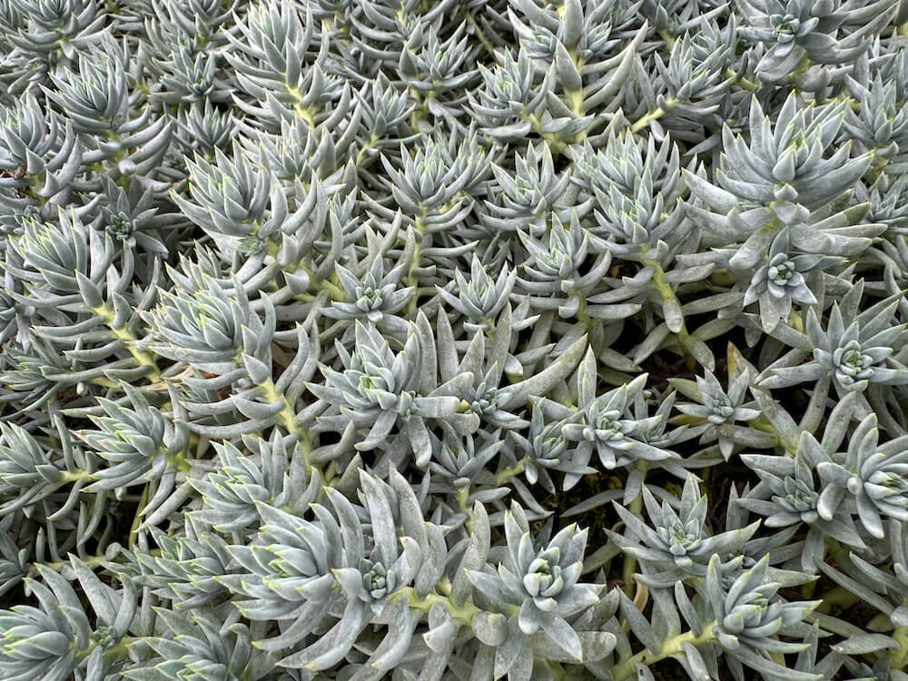 Sedum reflexum 'Spanish Blue Select'