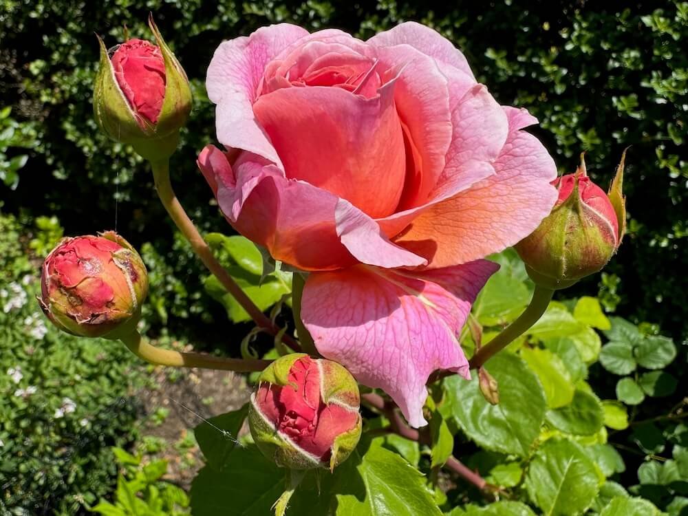 Rosa 'Princess Alexandra of Kent'