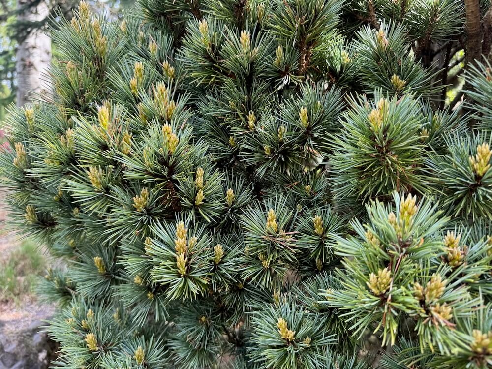 Pinus monticola 'Nana'