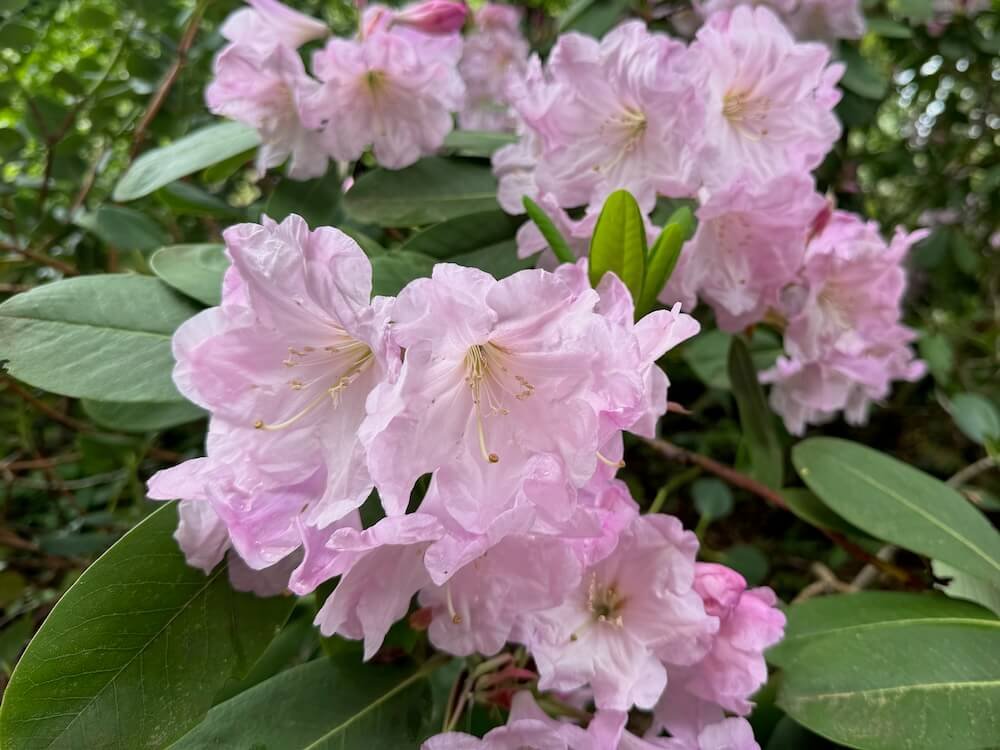Rhododendron yuefengense