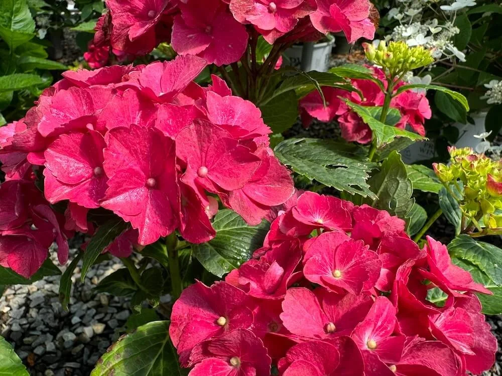 Hydrangea macrophylla 'HORTHAT'