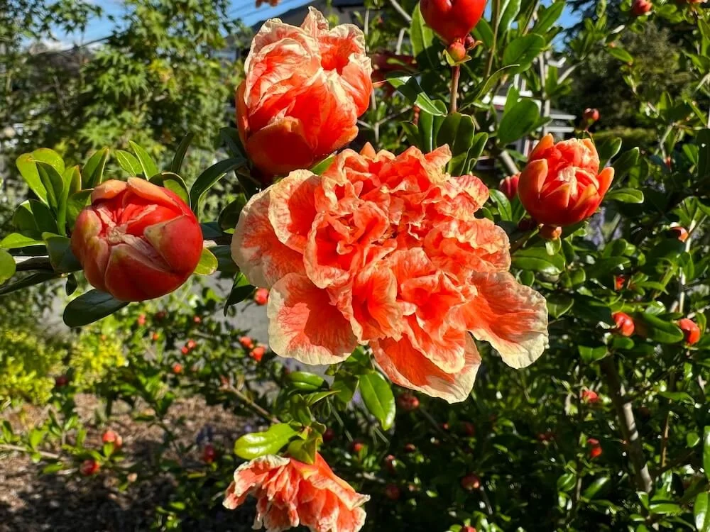 Punica granatum 'California Sunset'