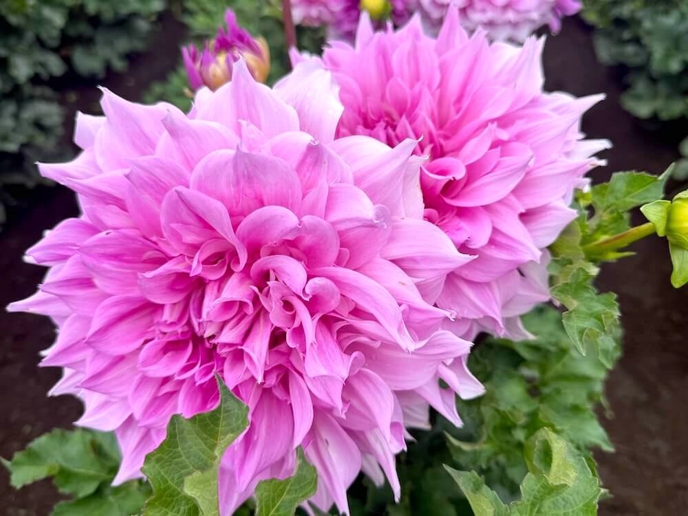 Dahlia 'Vera Seyfang'