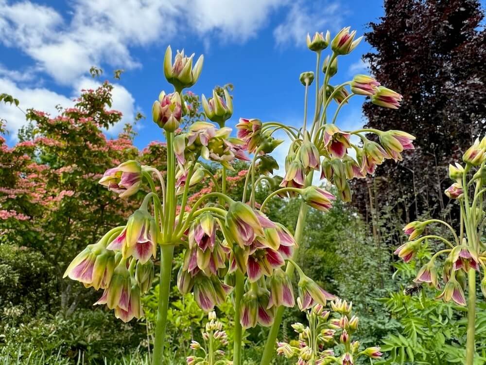 Allium siculum subsp. dioscoridis