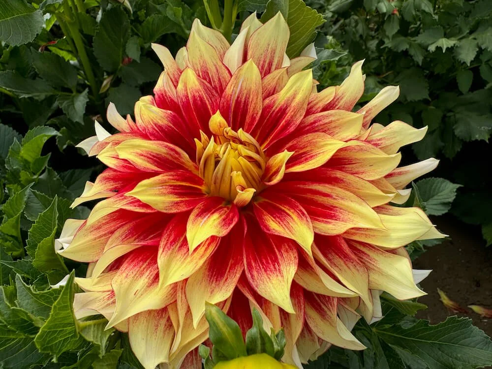 SWAN ISLAND DAHLIAS