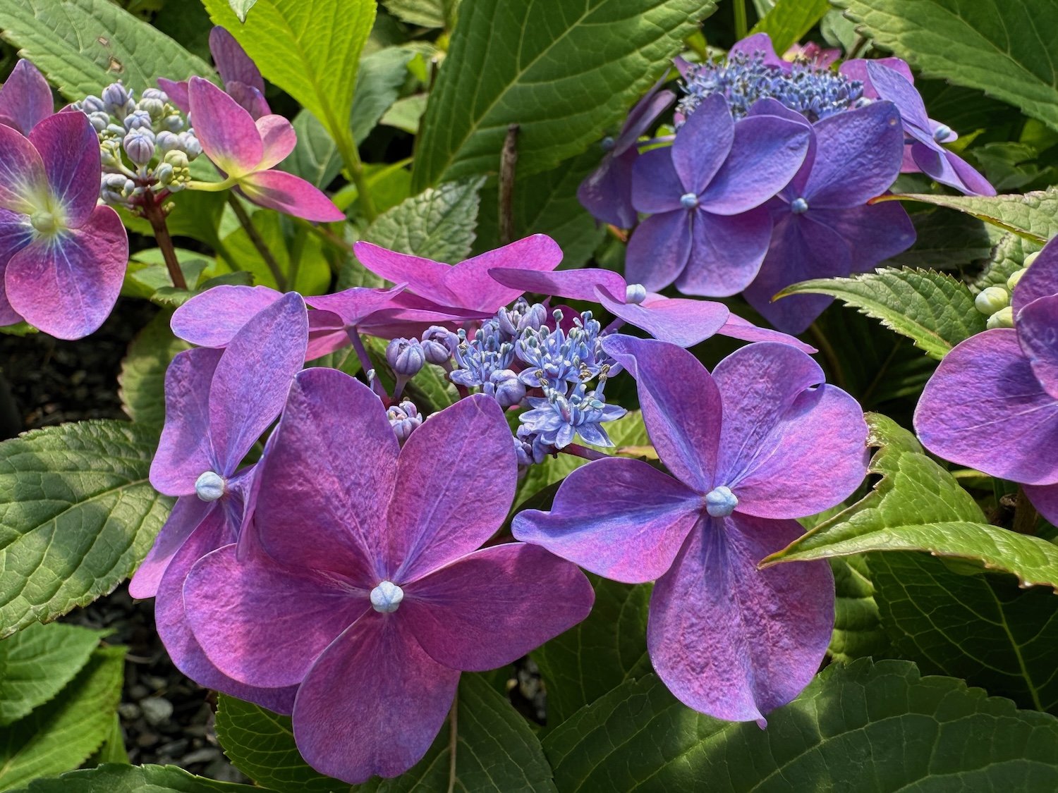 Complete Guide to Hydrangeas