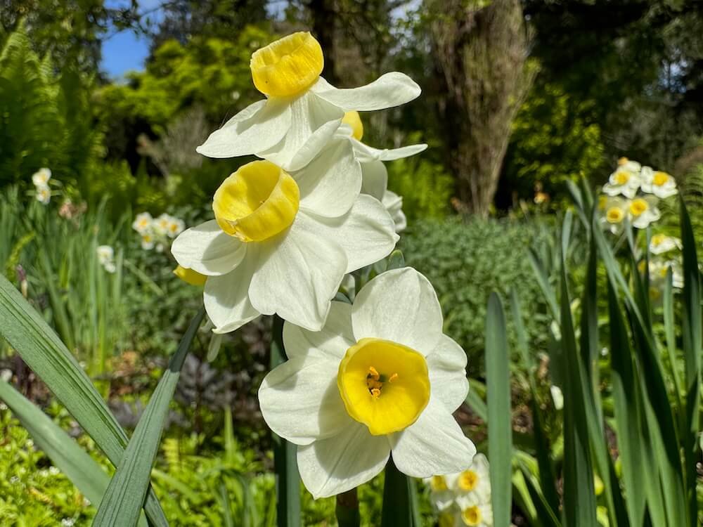 Narcissus 'Avalanche'