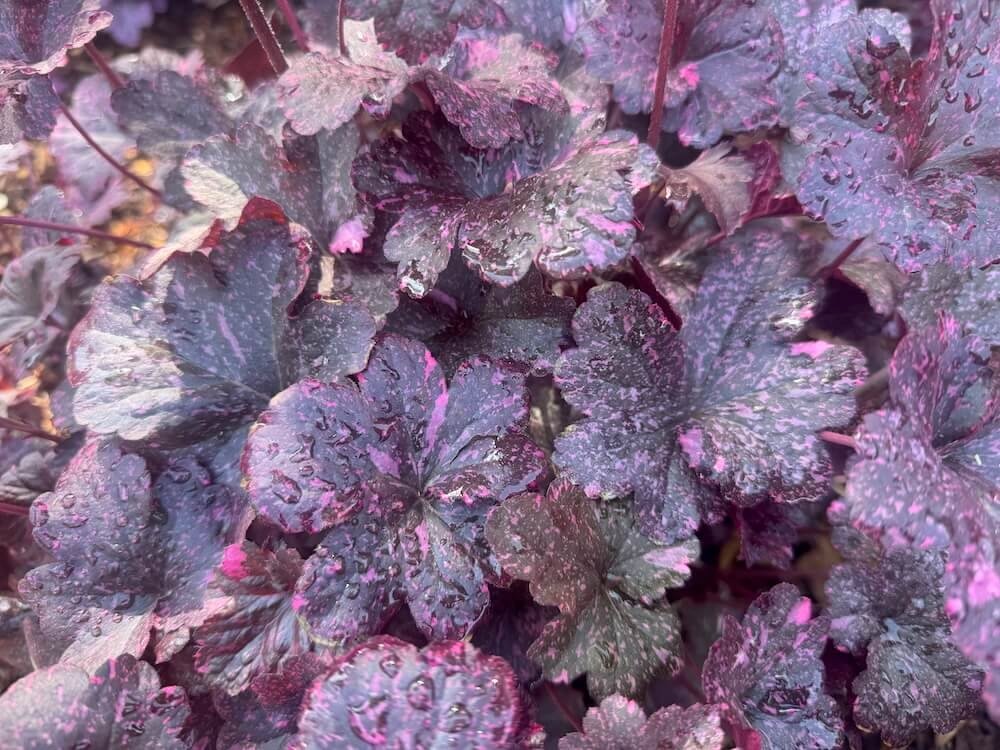 Heuchera 'Midnight Rose'
