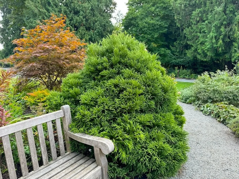 Cryptomeria japonica ‘Little Champion’
