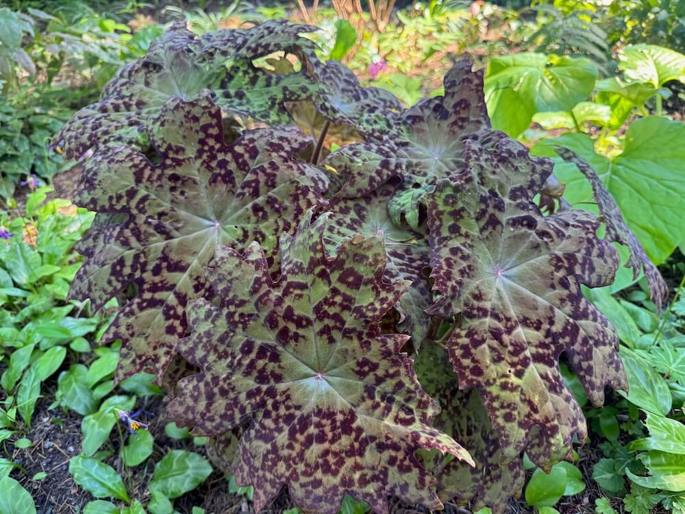 Podophyllum delavayi