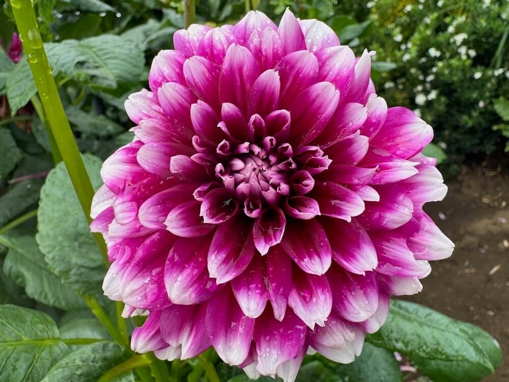 Dahlia 'Patches'