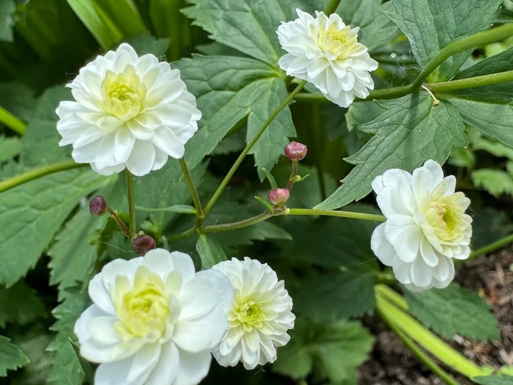 Ranunculus aconitifolius 'Flore Pleno'