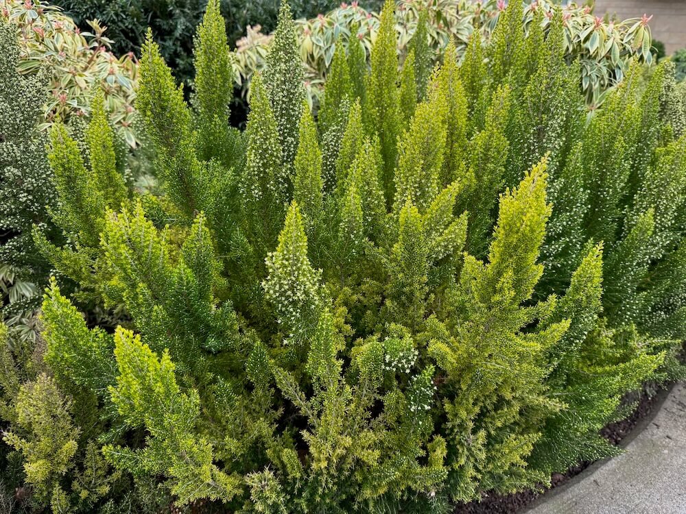 Erica arborea f. aureifolia 'Estrella Gold'