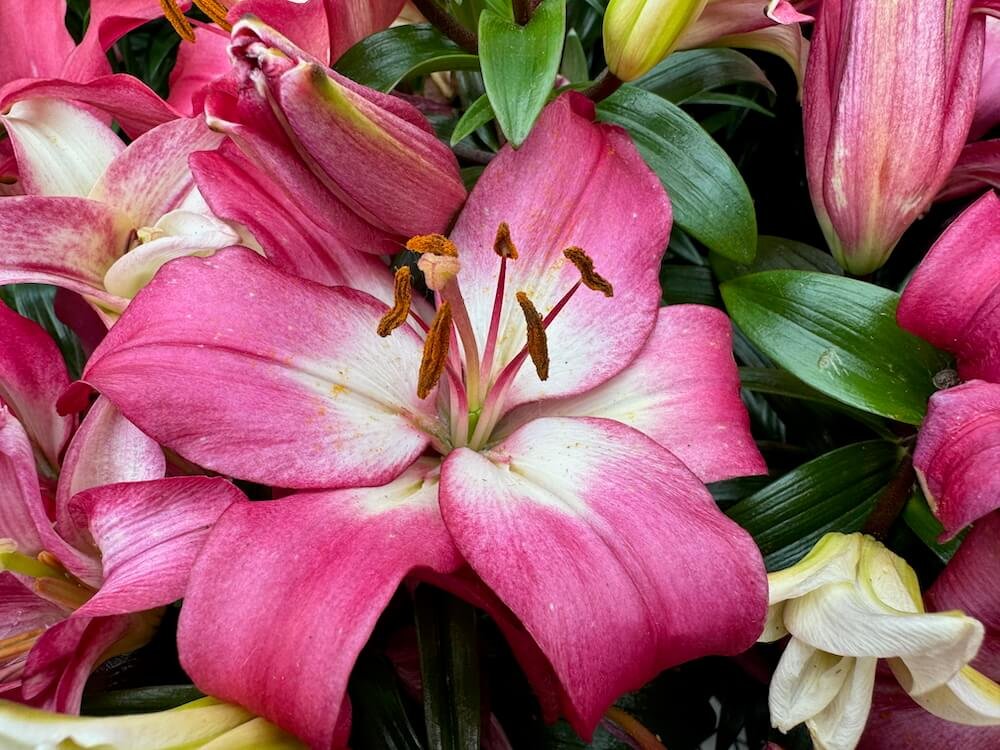 Lilium 'Tiny Diamond'